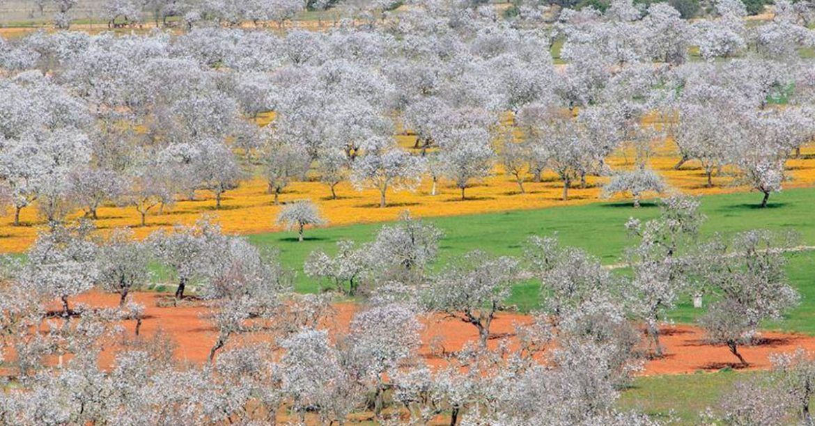 Almond trees in bloom during the spring in Ibiza